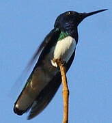 White-necked Jacobin