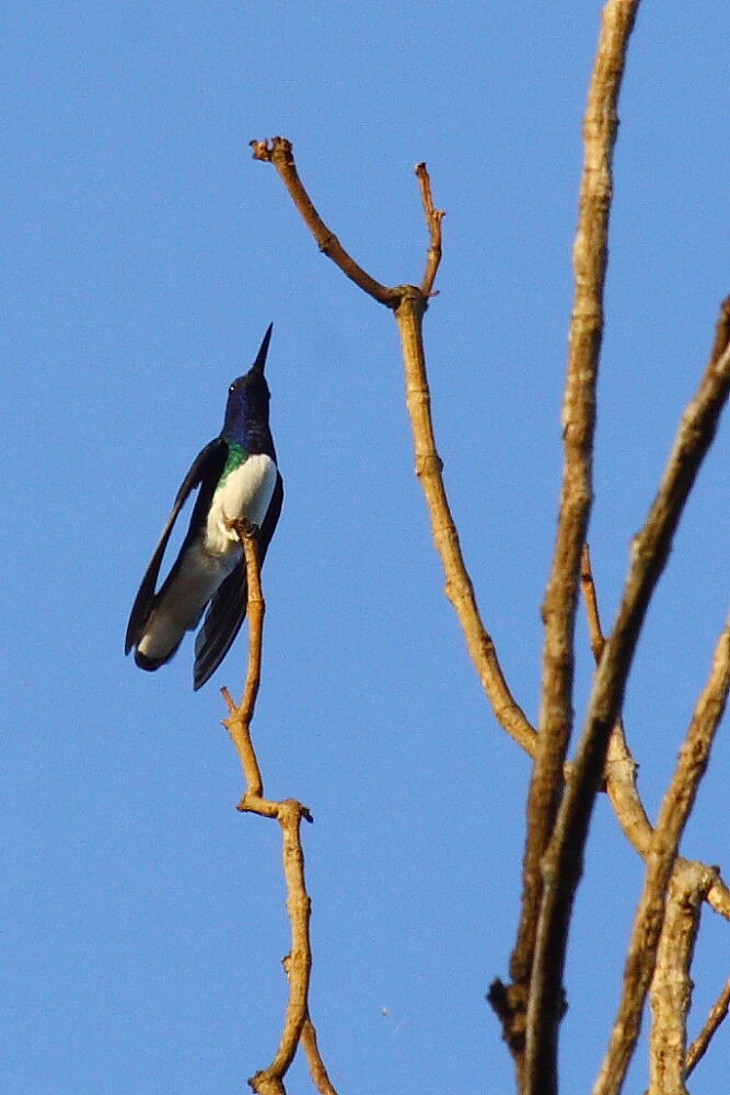 White-necked Jacobin male adult