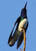 White-necked Jacobin