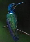 White-necked Jacobin