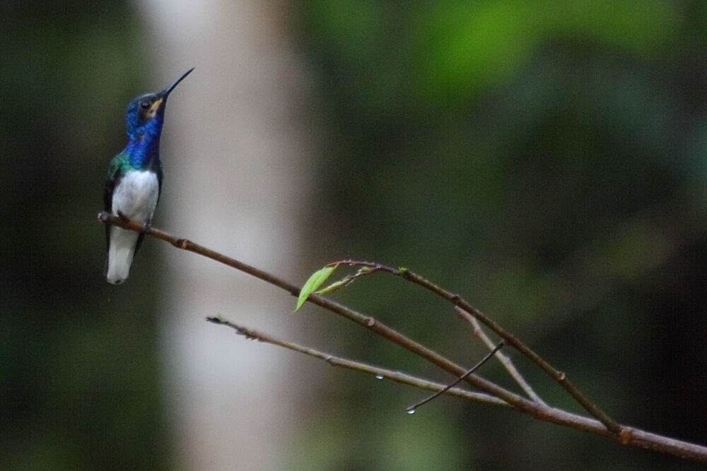 White-necked Jacobin male immature