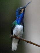 White-necked Jacobin