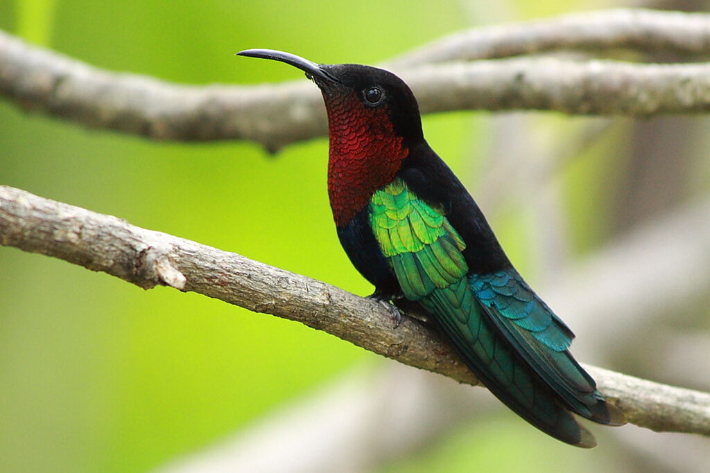 Colibri madèreadulte