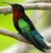 Purple-throated Carib