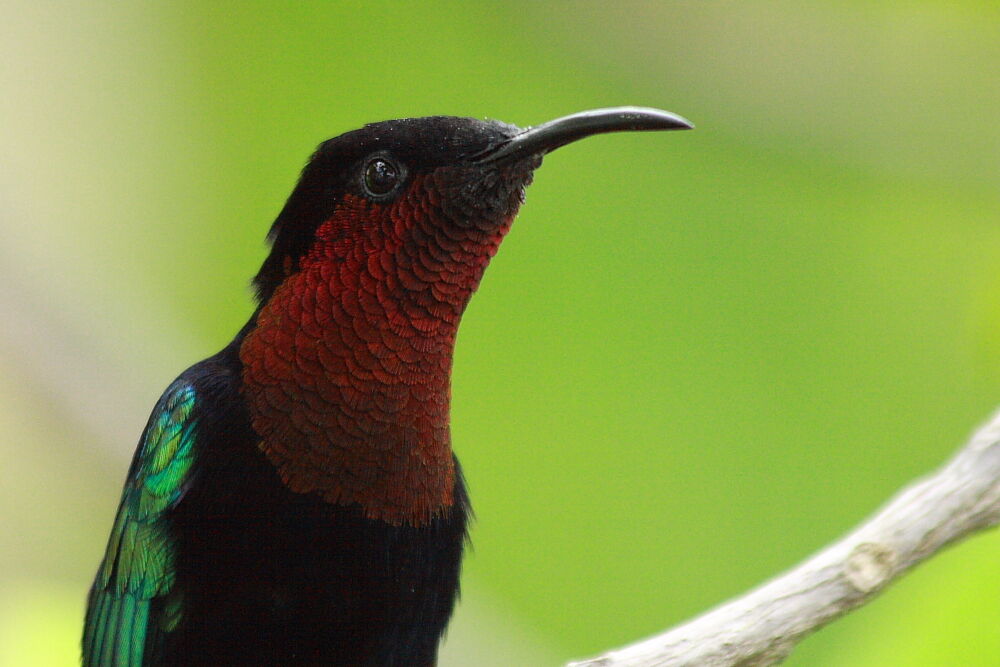 Purple-throated Carib