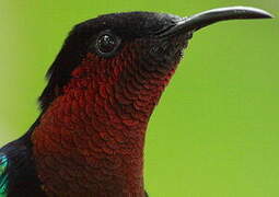 Purple-throated Carib