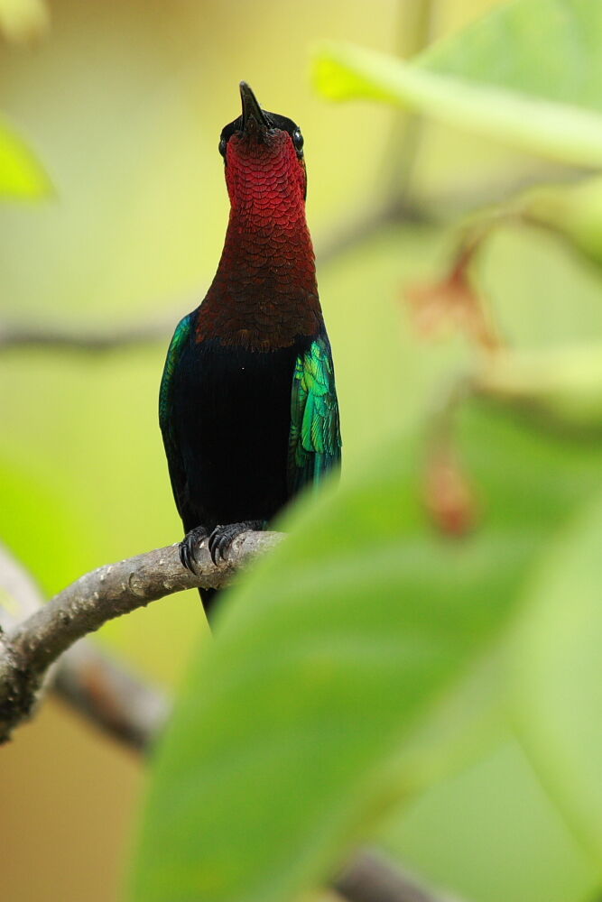 Colibri madère