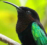 Purple-throated Carib