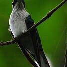 Colibri oreillard