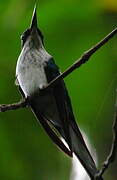 Black-eared Fairy