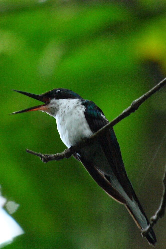 Black-eared Fairy