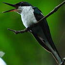 Colibri oreillard