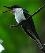 Black-eared Fairy