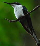 Black-eared Fairy