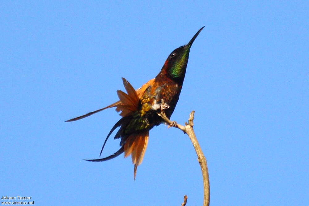 Colibri topaze mâle adulte nuptial, portrait, composition, pigmentation