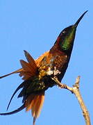 Colibri topaze