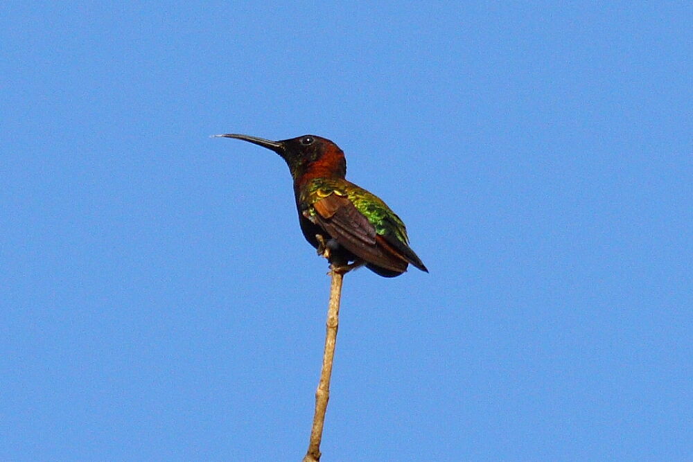 Colibri topaze mâle adulte