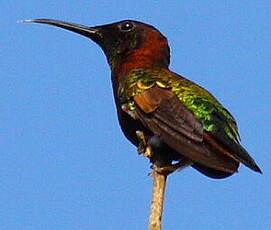 Colibri topaze