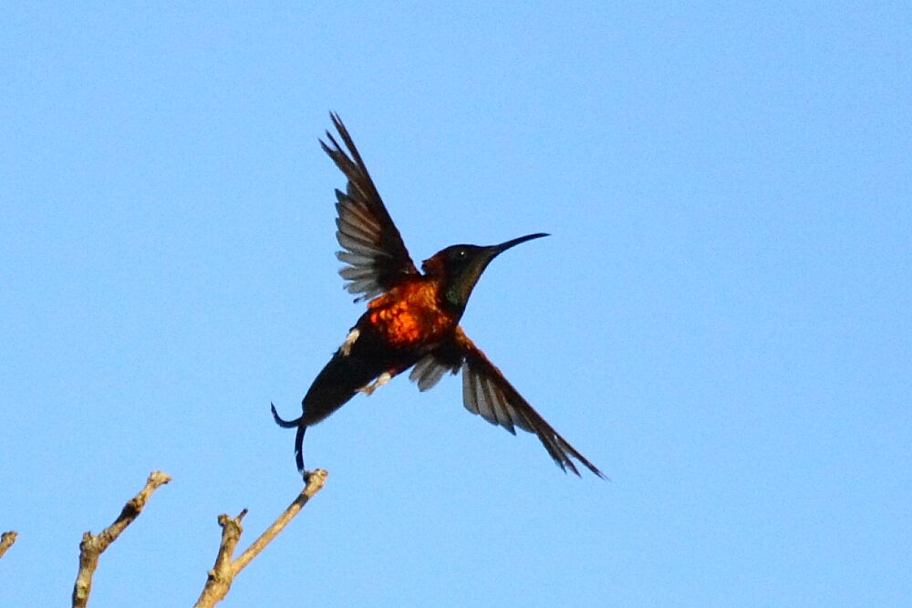 Colibri topaze mâle adulte