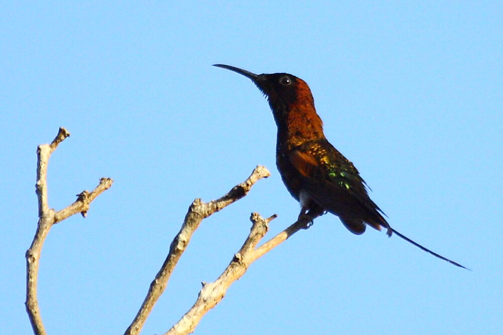 Colibri topaze mâle adulte