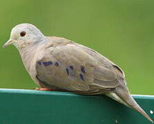 Plain-breasted Ground Dove