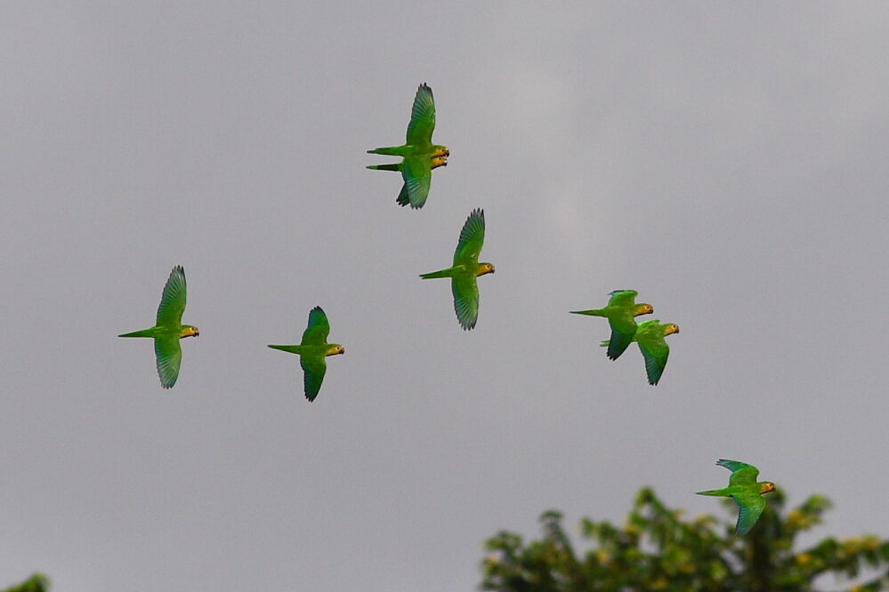 Conure cuivrée