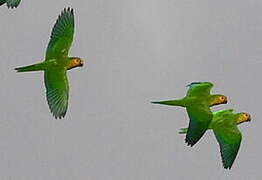 Brown-throated Parakeet