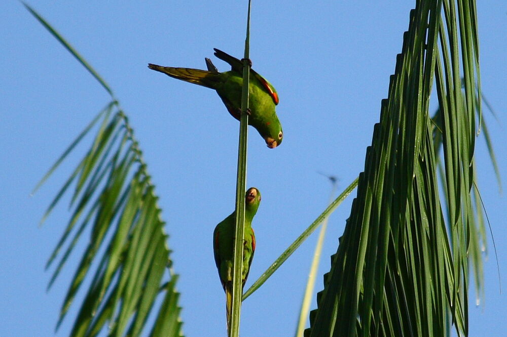 White-eyed Parakeet