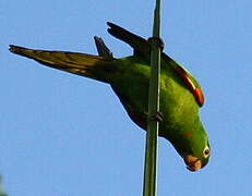 White-eyed Parakeet