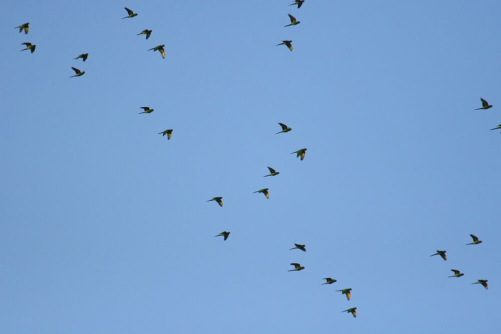 White-eyed Parakeet