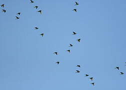 White-eyed Parakeet