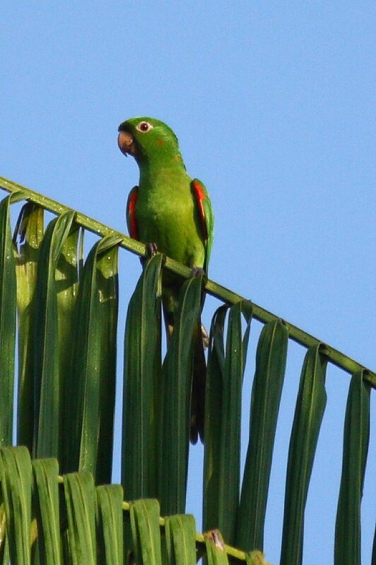 Conure pavouane, identification