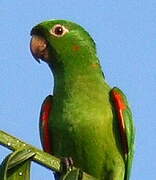 White-eyed Parakeet