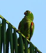 White-eyed Parakeet