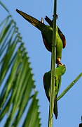 Conure pavouane