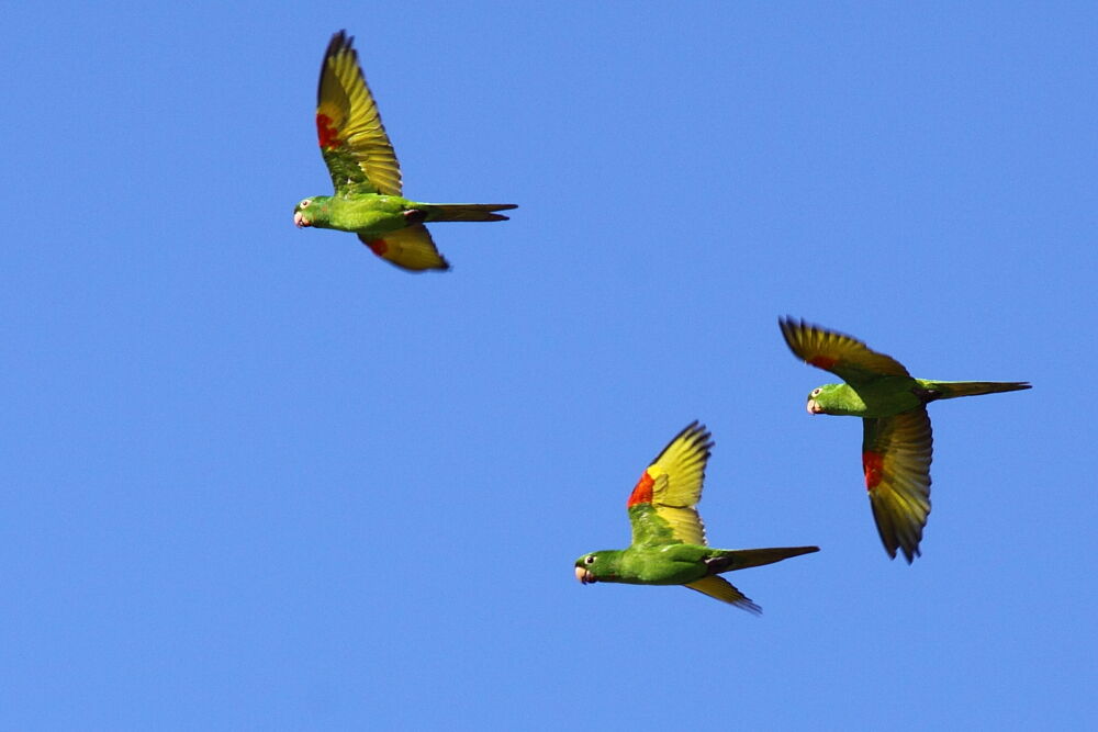 Conure pavouaneadulte, Vol