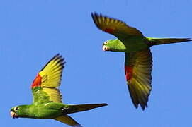 Conure pavouane