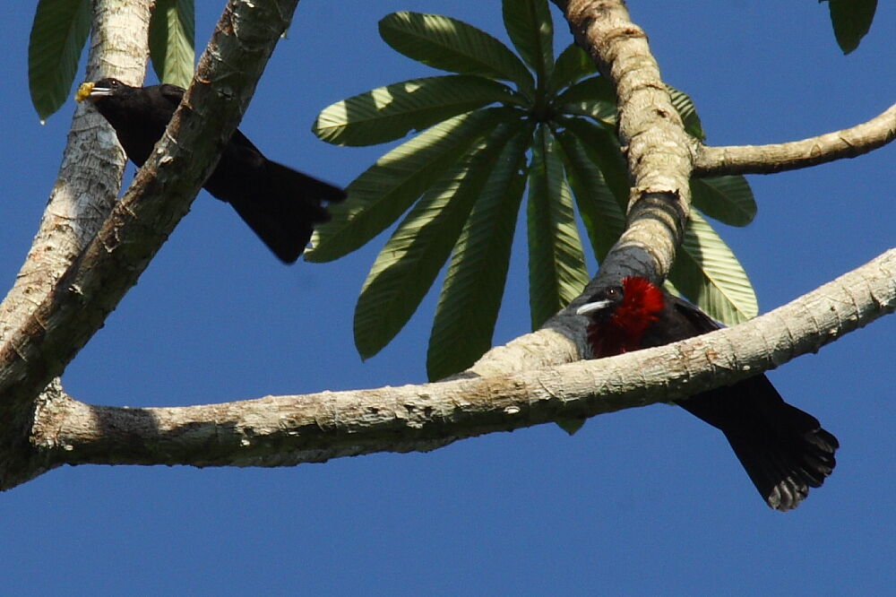 Purple-throated Fruitcrow adult, identification