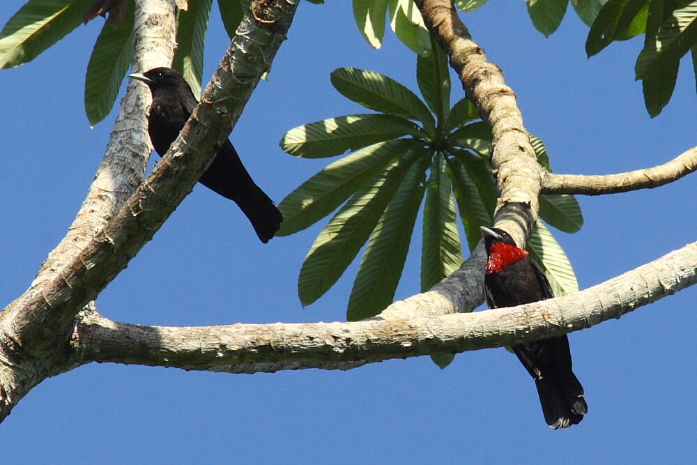 Purple-throated Fruitcrow adult