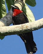 Purple-throated Fruitcrow