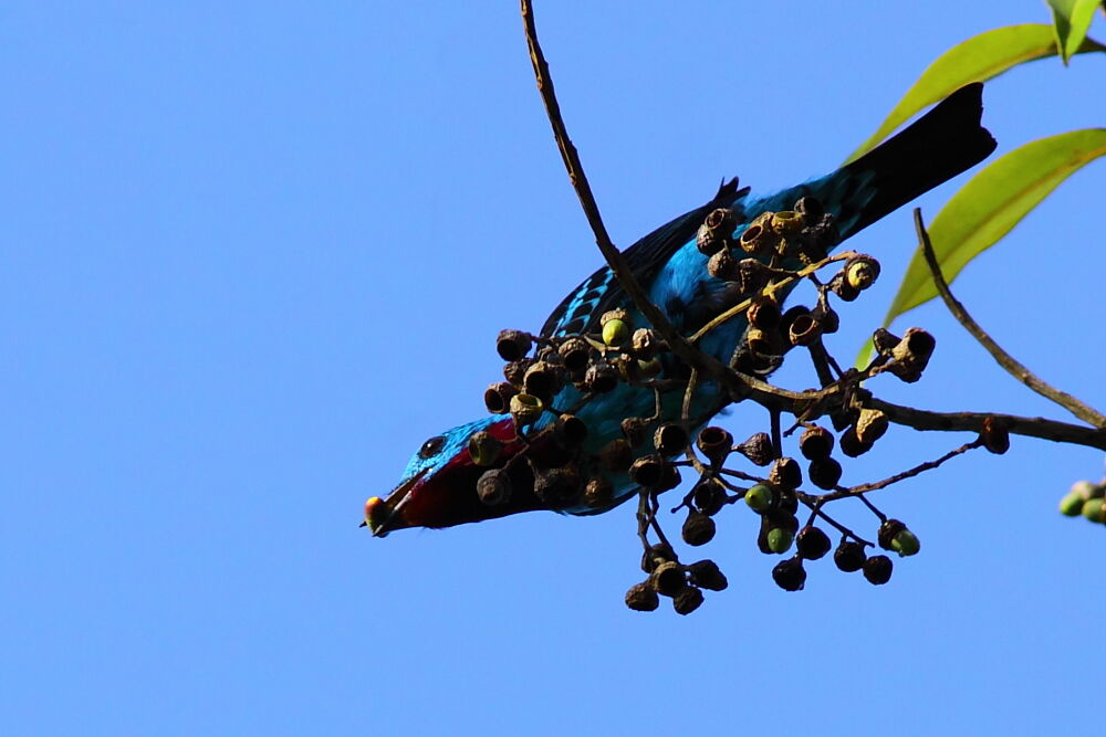 Spangled Cotinga male adult, identification