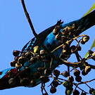 Cotinga de Cayenne