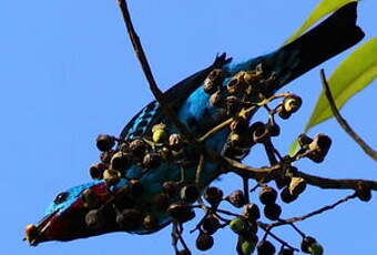 Cotinga de Cayenne