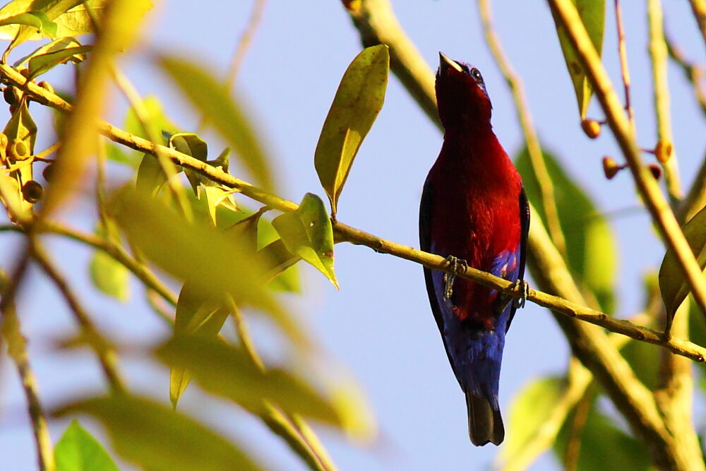 Cotinga de Daubenton mâle adulte, identification