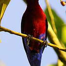 Cotinga de Daubenton