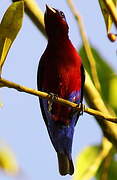 Purple-breasted Cotinga