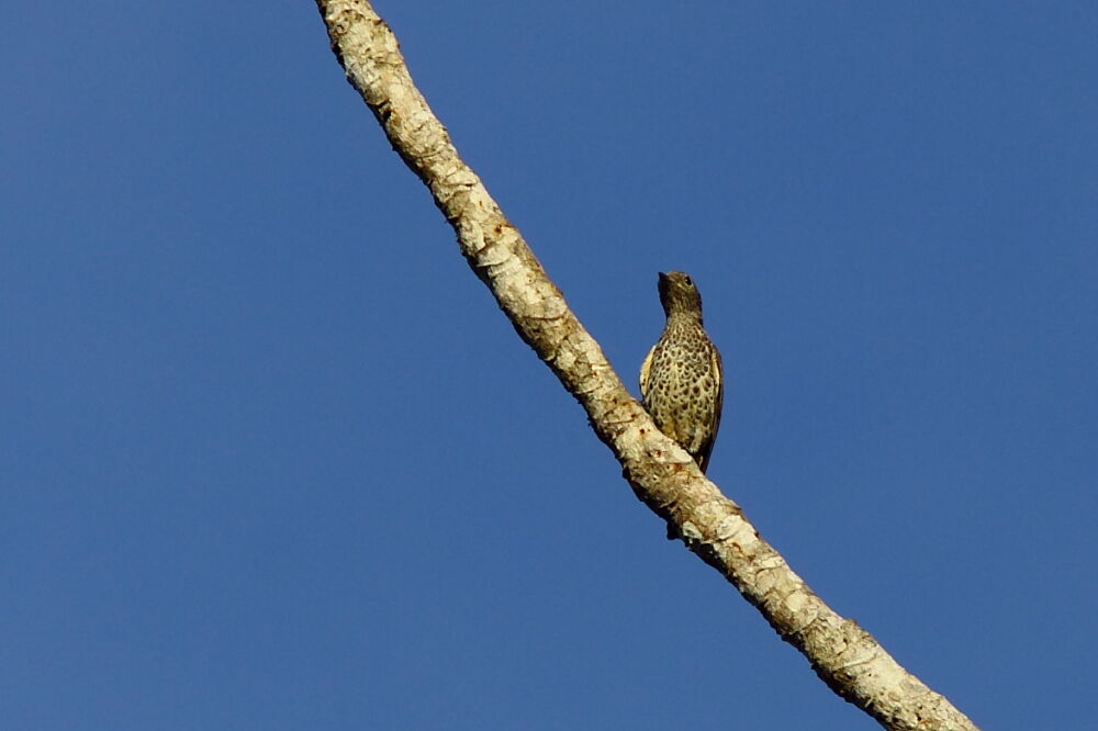 Purple-breasted Cotinga female adult, identification