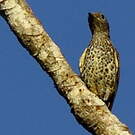 Cotinga de Daubenton
