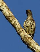 Purple-breasted Cotinga