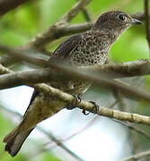 Purple-breasted Cotinga